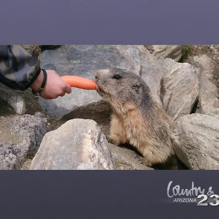 Апартаменты Arizona 23 25+ Adults Only